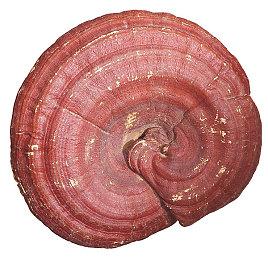 任天堂OLED Switch机型对外展示 首批真机照